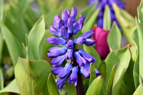 hyacinth  flowers  spring flower
