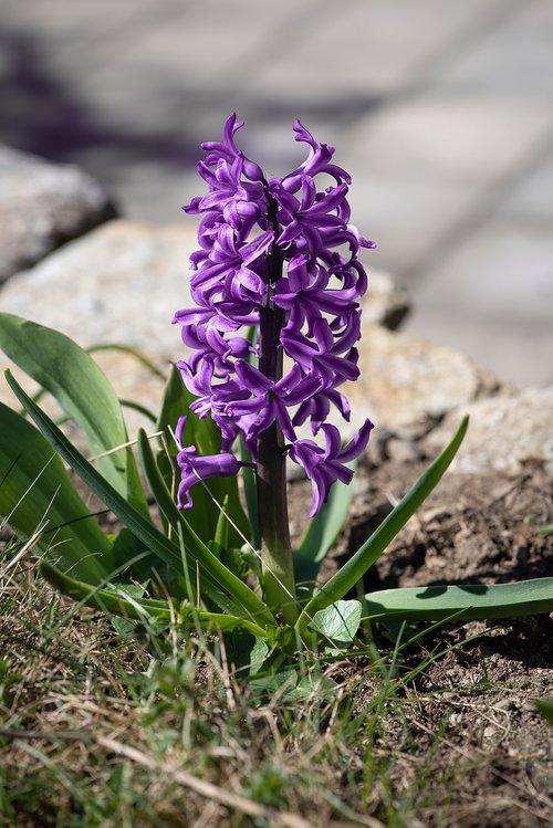 hyacinth  flower  purple
