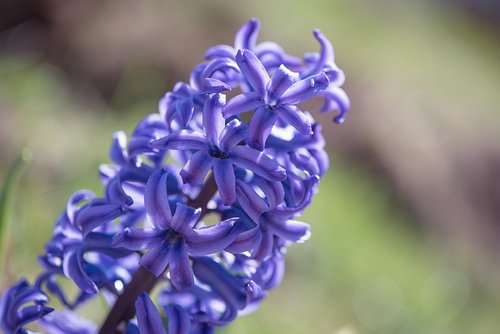 hyacinth  blue  blue hyacinth