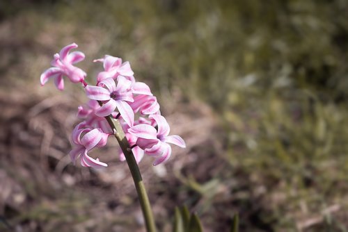 hyacinth  pink  pink hyacinth