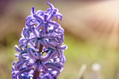 hyacinth  flower  blue