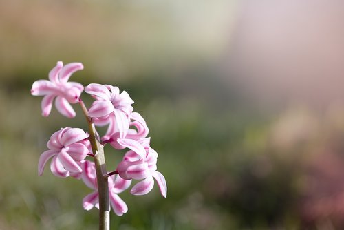 hyacinth  pink  pink hyacinth
