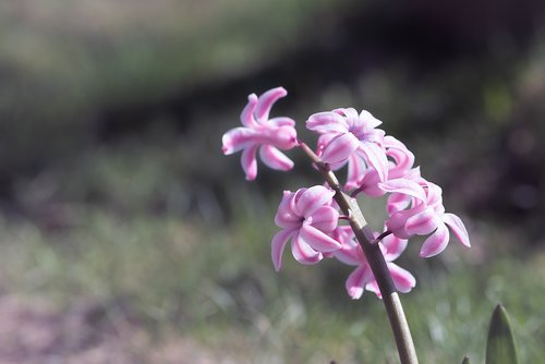 hyacinth  flower  pink