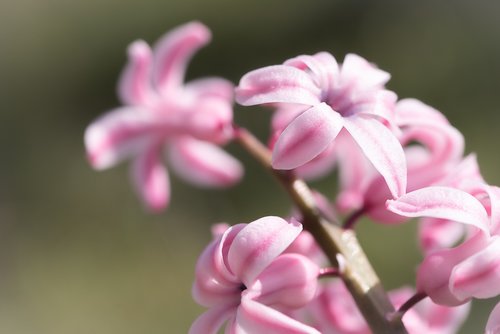 hyacinth  pink  pink hyacinth