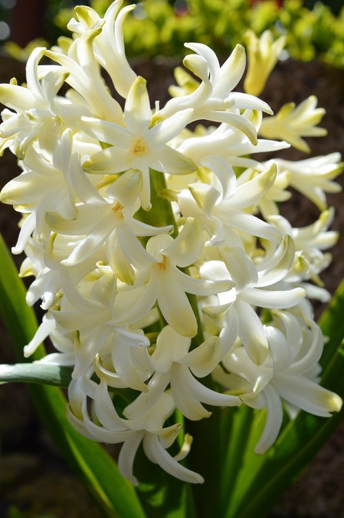 hyacinth  white  close up