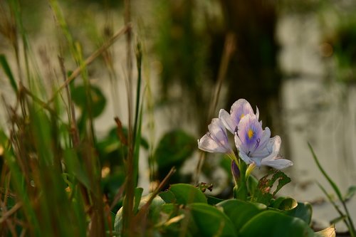 hyacinth  lilac flower  aquatic