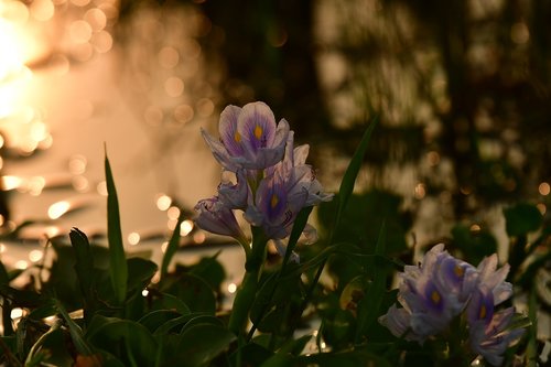 hyacinth  lilac  silhouette