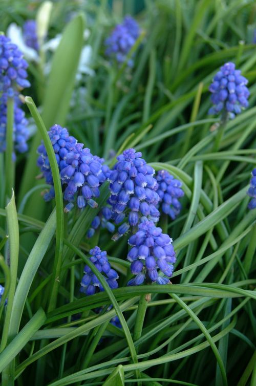 hyacinth flower blue