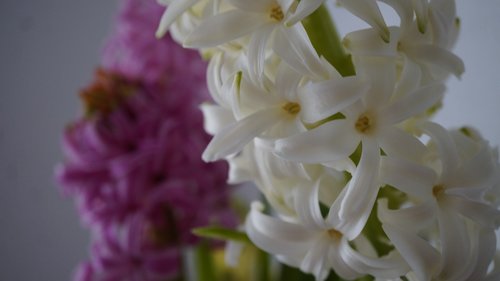 hyacinth  flower  flowers