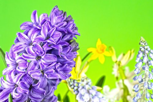 hyacinth  muscari  spring