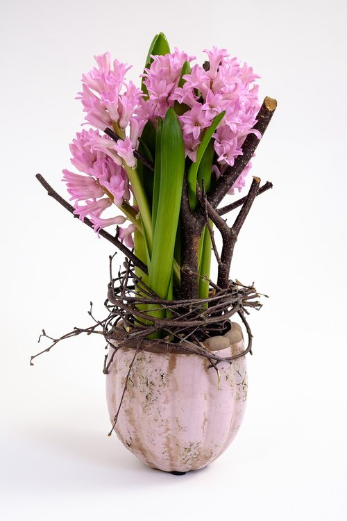 hyacinth  pink  plant