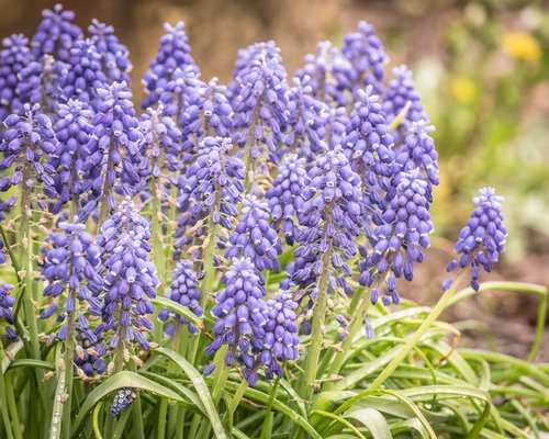 hyacinth  flower  spring