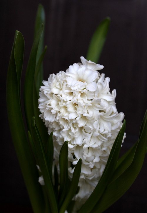 hyacinth  white  flower