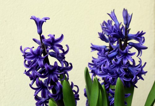 hyacinth  hyacinths  spring flowers