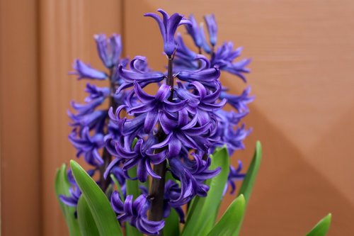 hyacinth  spring flowers  flower