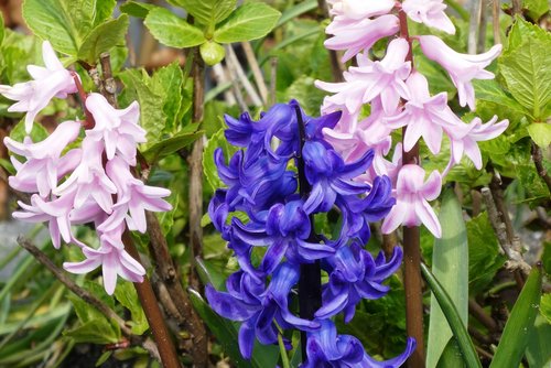 hyacinth  voorjaarsbloem  bloom