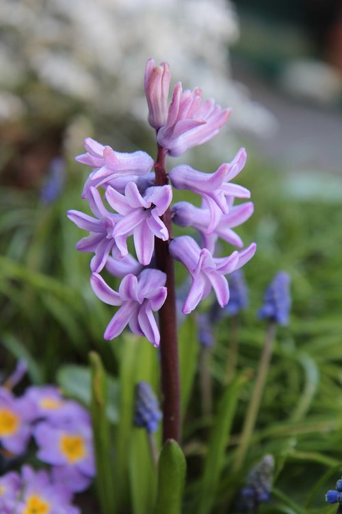 hyacinth  hyacinth pink  spring