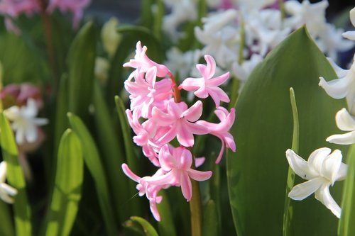 hyacinth  wild hyacinth  spring