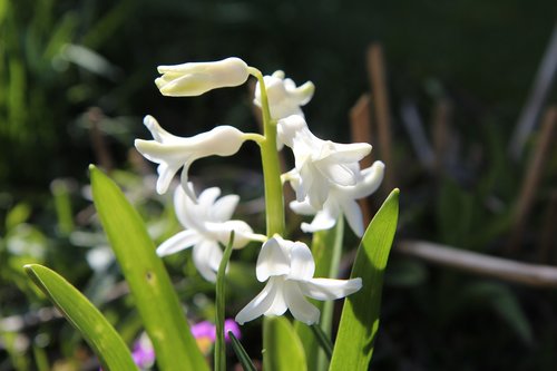 hyacinth  hyacinth white  wild hyacinth