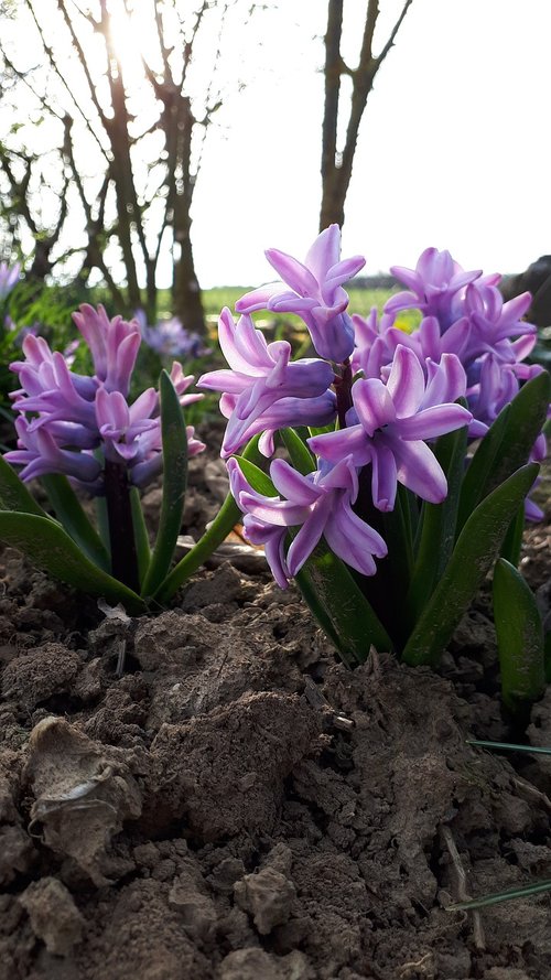hyacinth  flower  blossoms