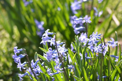 hyacinth  nature  supplies