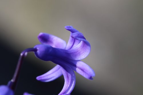 hyacinth  spring  blue