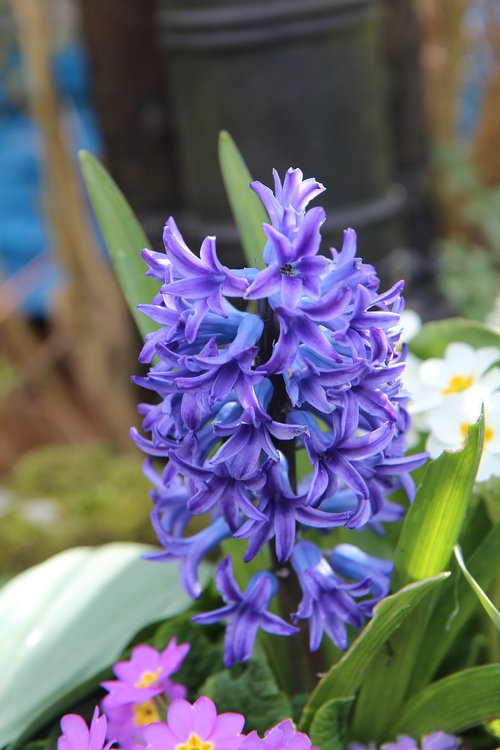 hyacinth  hyacinth blue  fragrant