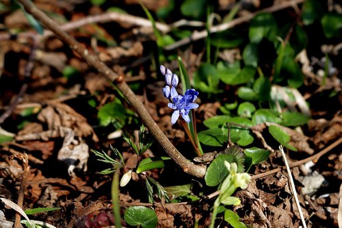 hyacinth  spring  spring flowers
