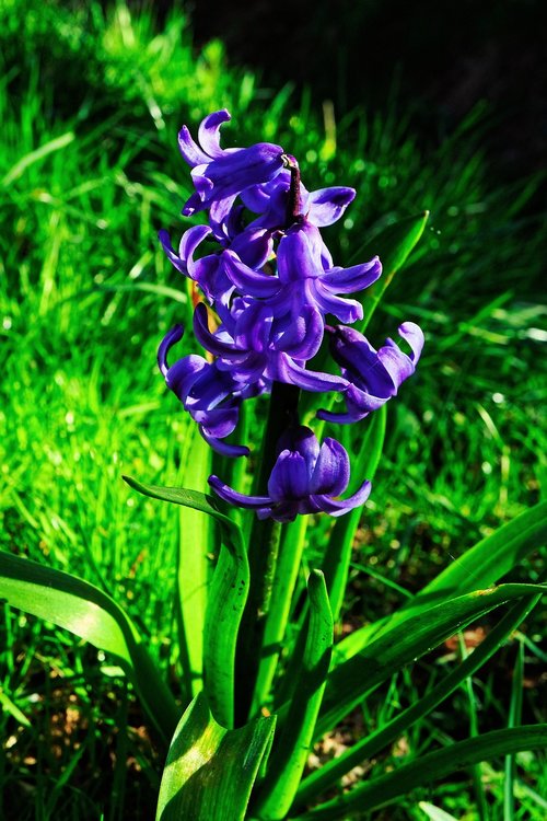 hyacinth  flower  blossom