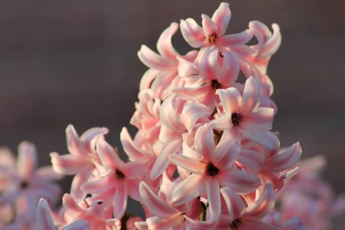 hyacinth  harbinger of spring  spring