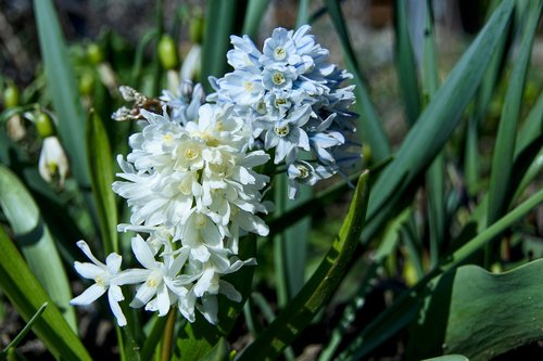 hyacinth  white  plant