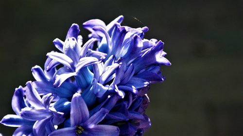 hyacinth  blue  sunlight