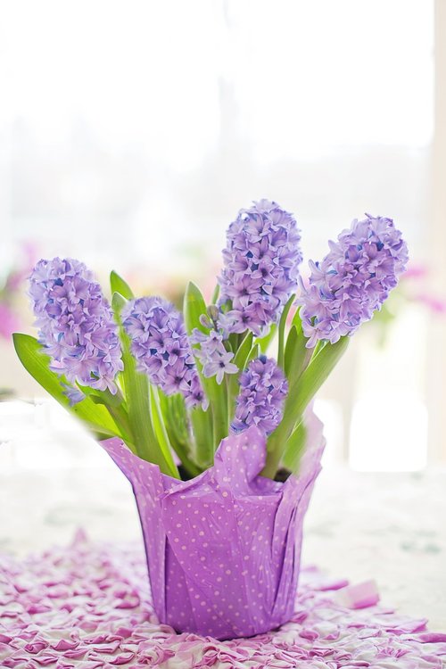 hyacinth  purple  pastel