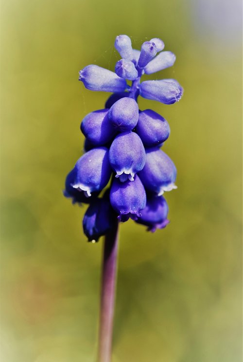 hyacinth  muscari  blue