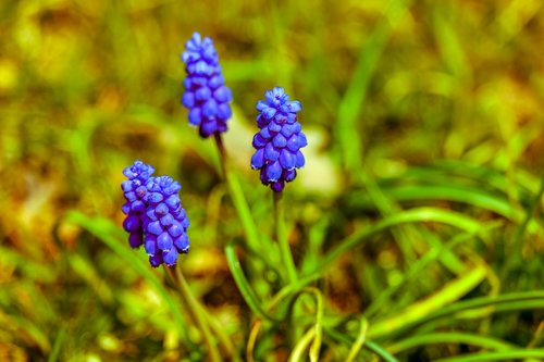 hyacinth  pointed flower  violet