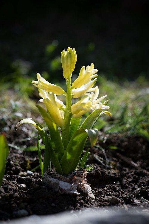 hyacinth  garden  spring