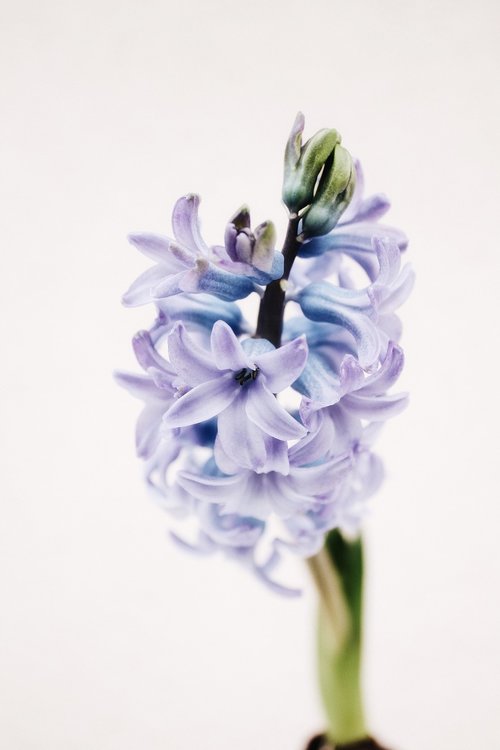 hyacinth  purple  spring