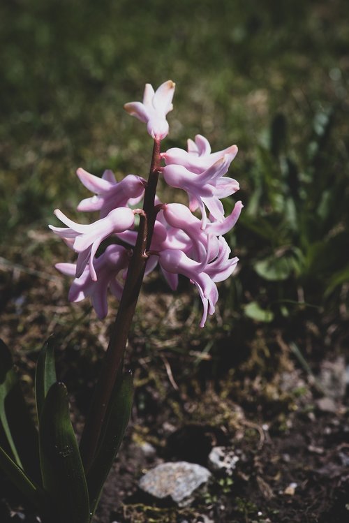 hyacinth  flower  blossom