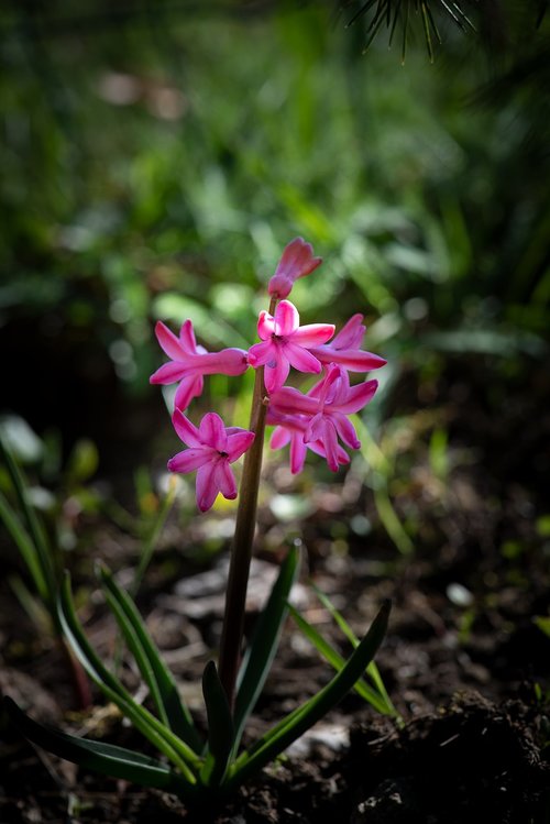 hyacinth  flower  pink