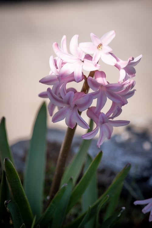 hyacinth  flower  blossom