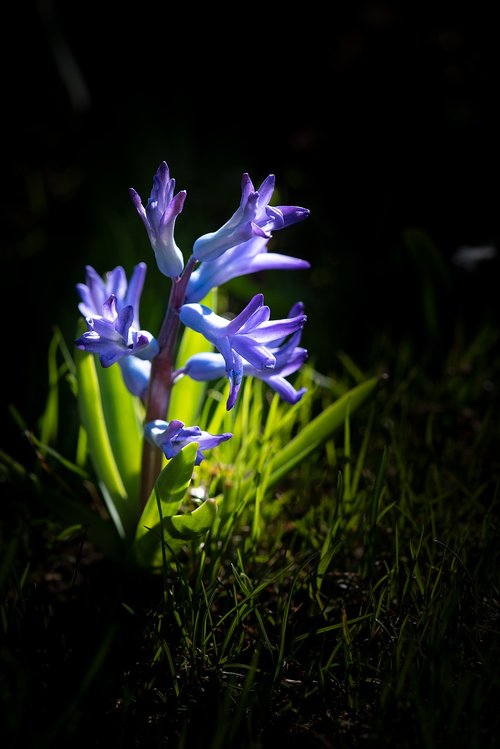 hyacinth  flower  blue