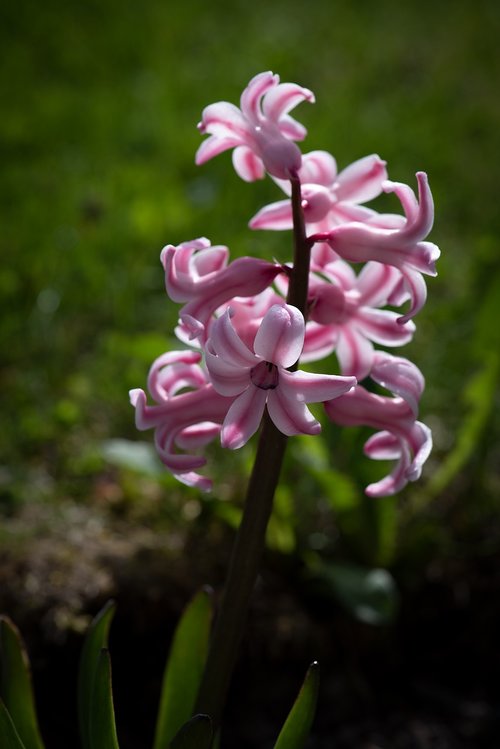 hyacinth  pink  flower