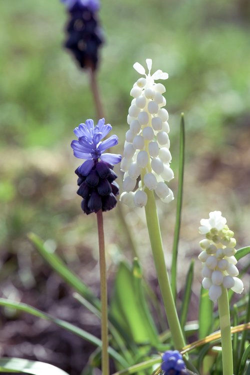 hyacinth  muscari  flower