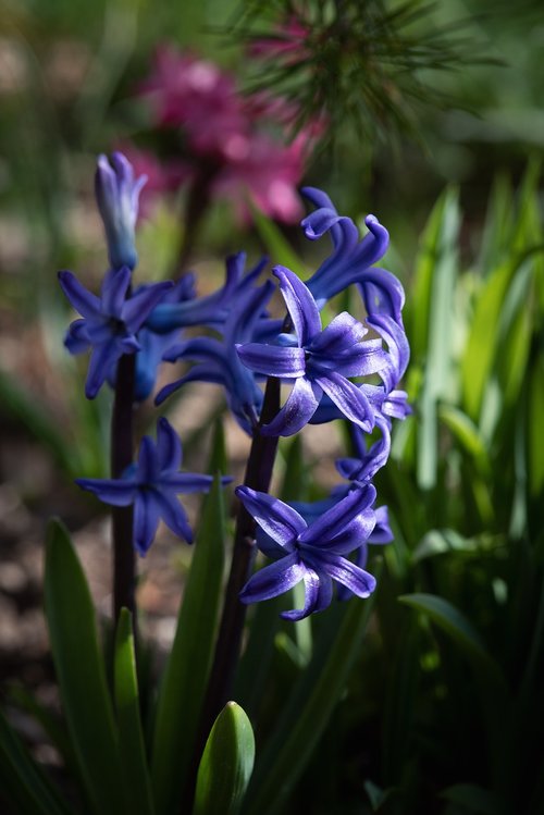 hyacinth  blue  flower