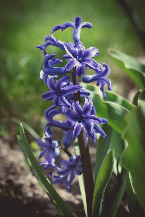 hyacinth  blue  flower