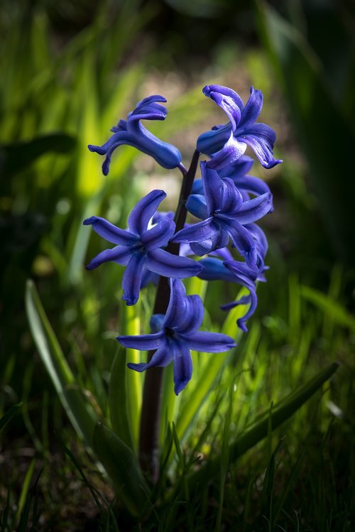 hyacinth  blue  flower