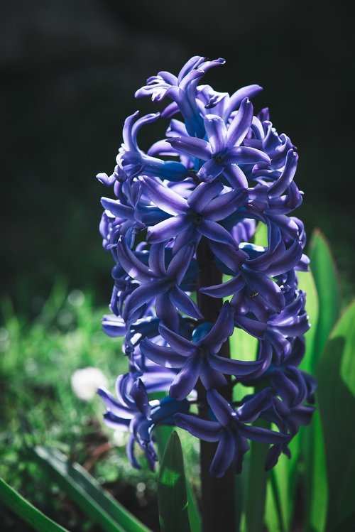 hyacinth  flower  blue