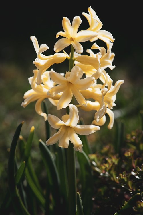 hyacinth  yellow  spring