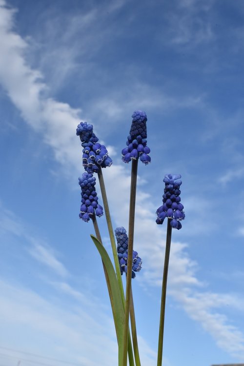 hyacinth  mouse  sky