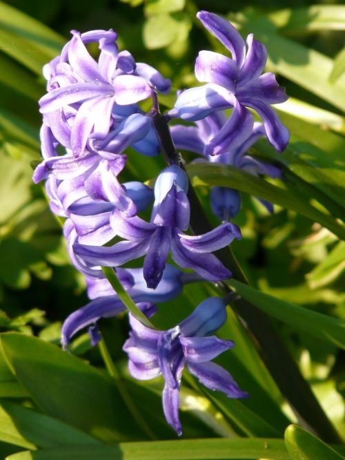 hyacinth flower blossom
